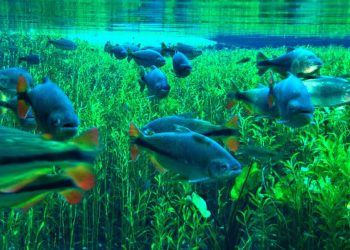 Bonito: como chegar, hotéis, restaurantes, passeios e mais