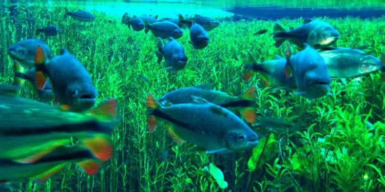 Bonito: como chegar, hotéis, restaurantes, passeios e mais