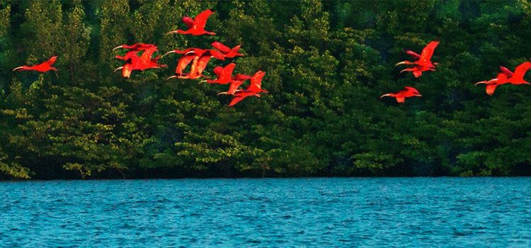 Turismo Social do Sesc organiza excursão para o Delta das Américas em maio