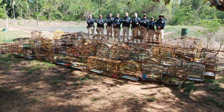 Entre o verde e o crime: desafios no combate ao tráfico de animais na Amazônia Maranhense