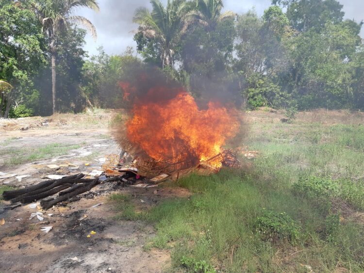 Entre o verde e o crime: desafios no combate ao tráfico de animais na Amazônia Maranhense