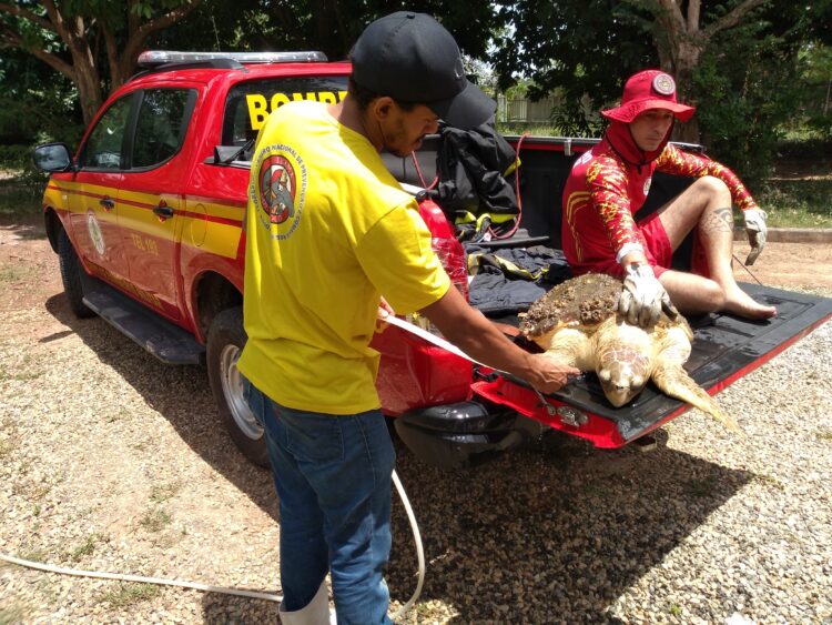 Entre o verde e o crime: desafios no combate ao tráfico de animais na Amazônia Maranhense