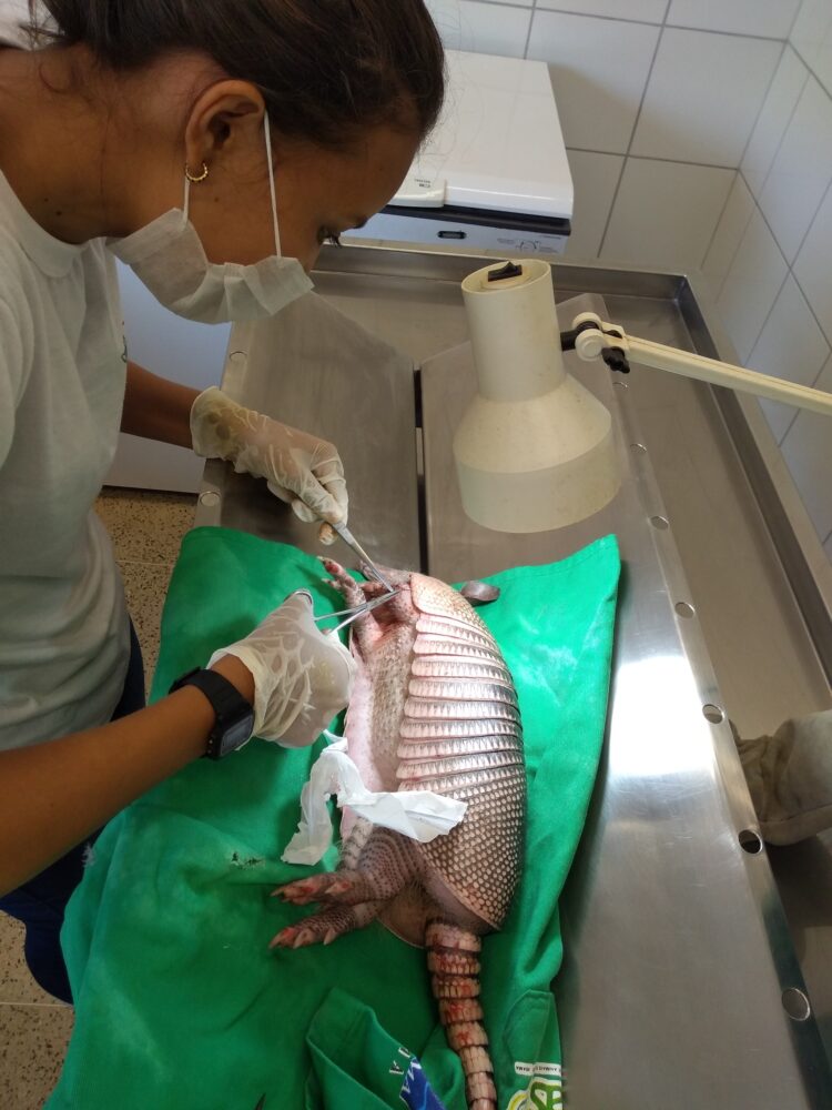 Entre o verde e o crime: desafios no combate ao tráfico de animais na Amazônia Maranhense