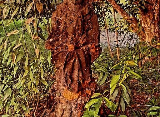 O museu a céu aberto construído pelo artista plástico e escultor FRANSOUFER