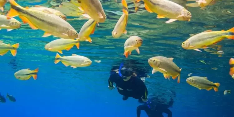 Turismo de experiência cresce no Brasil e abre novos mercados para os pequenos negócios