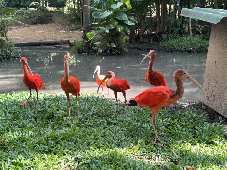 Projeto ambiental urbano ganha forma e viabilidade com orientação do Sebrae