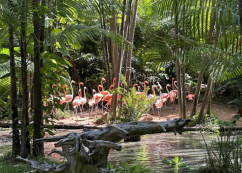 Projeto ambiental urbano ganha forma e viabilidade com orientação do Sebrae