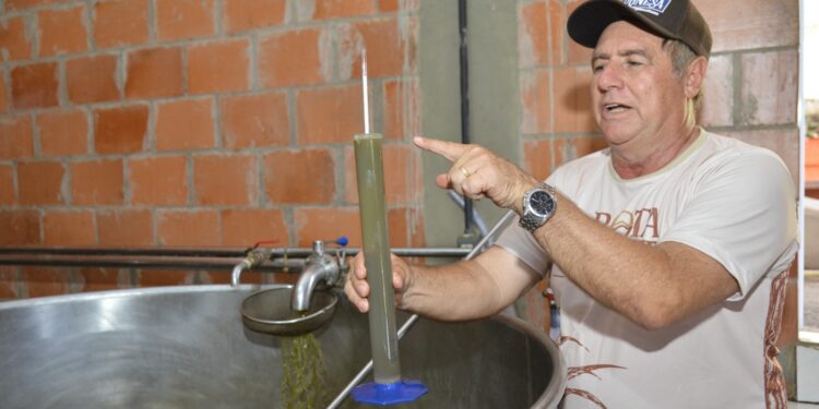 Rota apresenta produção de cachaça artesanal no Maranhão